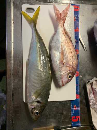 マアジの釣果