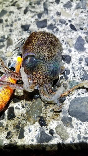 ミミイカの釣果