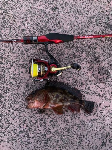 カサゴの釣果