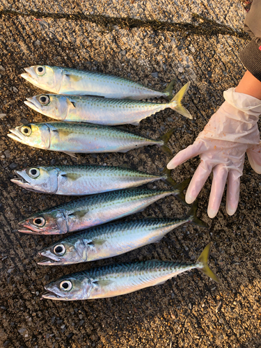 サバの釣果