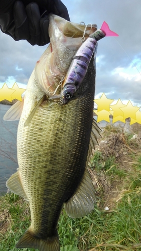 ブラックバスの釣果