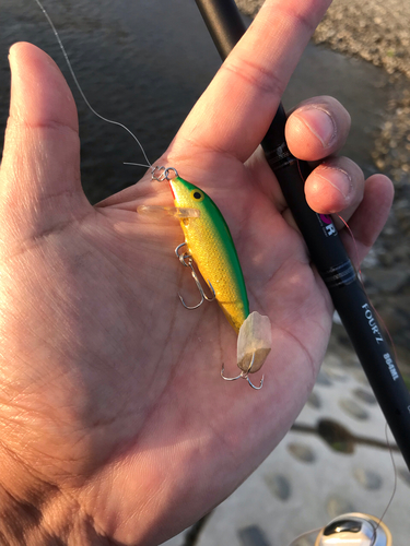 マルタウグイの釣果