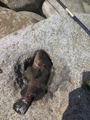 ムラソイの釣果