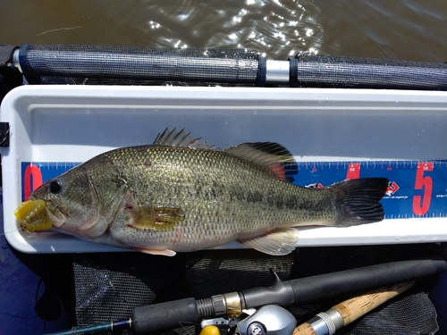 ラージマウスバスの釣果