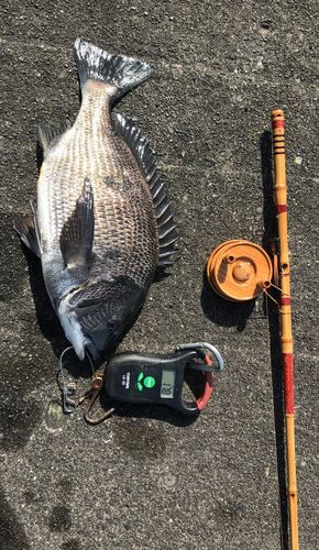 クロダイの釣果