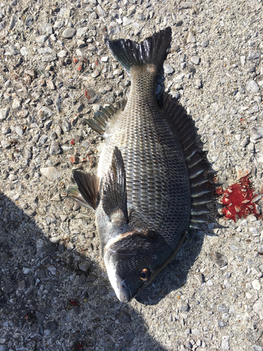 チヌの釣果