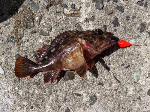 カサゴの釣果