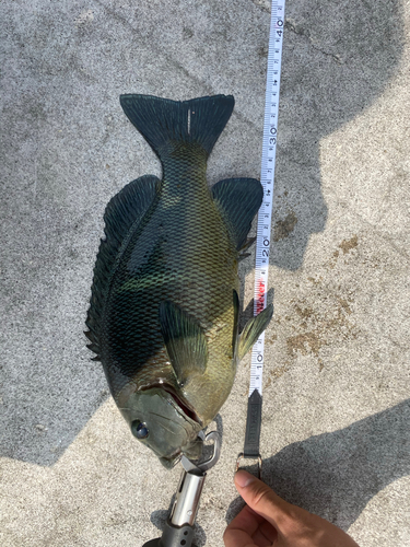 オキナメジナの釣果