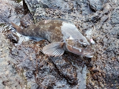 アイナメの釣果