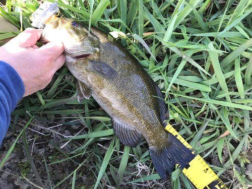 スモールマウスバスの釣果