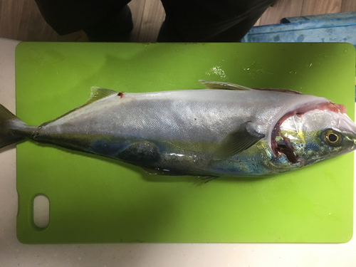 ツバスの釣果