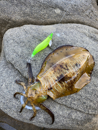 アオリイカの釣果