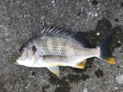 キビレの釣果