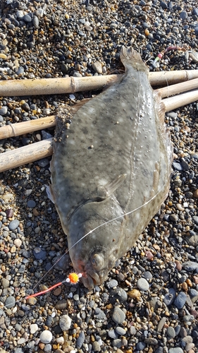 カレイの釣果