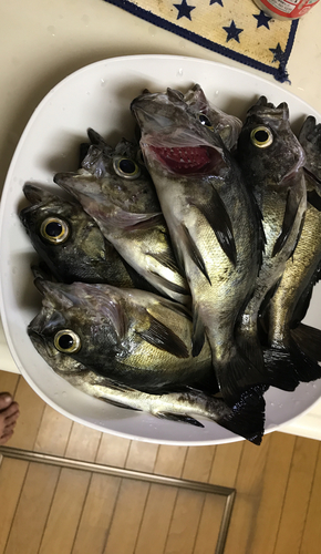 メバルの釣果