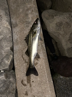 セイゴ（マルスズキ）の釣果
