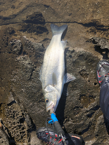 ヒラスズキの釣果