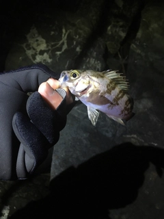 シロメバルの釣果