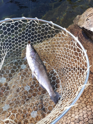 ニジマスの釣果