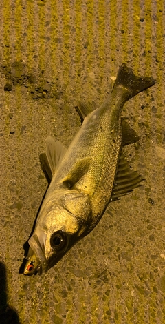 シーバスの釣果