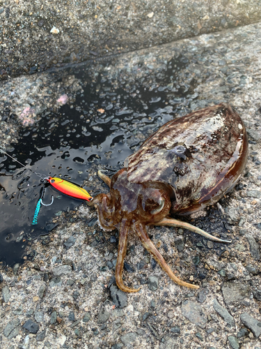 コウイカの釣果