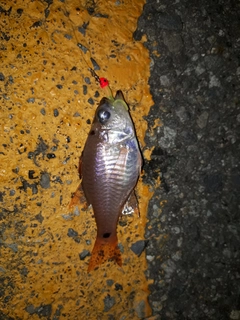 クロホシイシモチの釣果