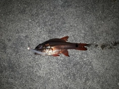 オオスジイシモチの釣果