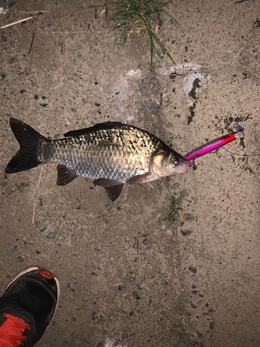 フナの釣果
