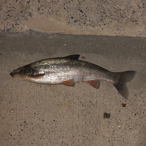 マルタウグイの釣果