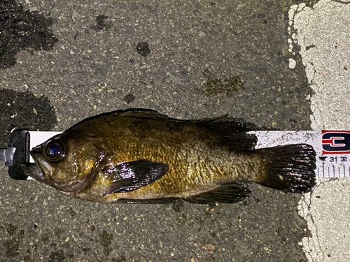 シロメバルの釣果