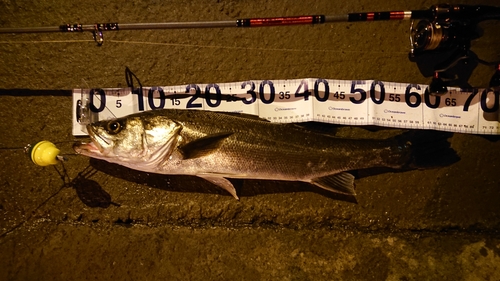 スズキの釣果