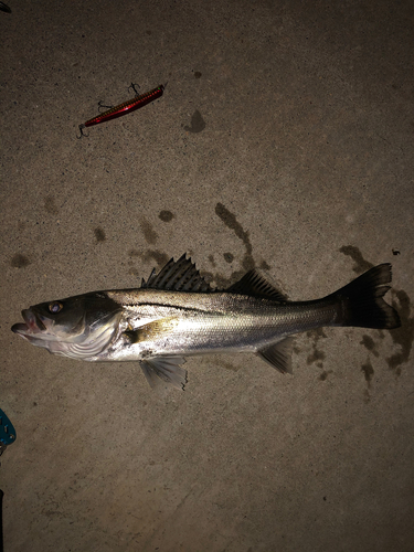 シーバスの釣果