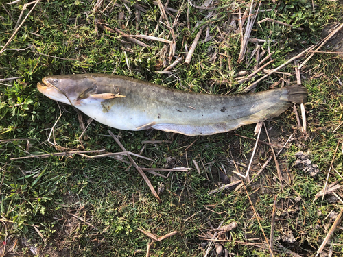 ナマズの釣果