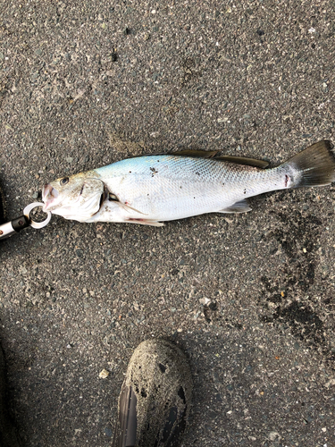 ニベの釣果