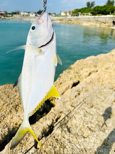 メッキの釣果