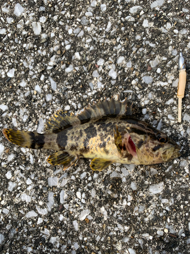 タケノコメバルの釣果