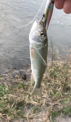 ハスの釣果