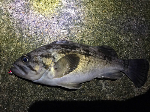 クロソイの釣果