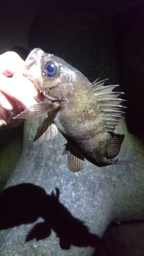 メバルの釣果