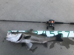 シーバスの釣果