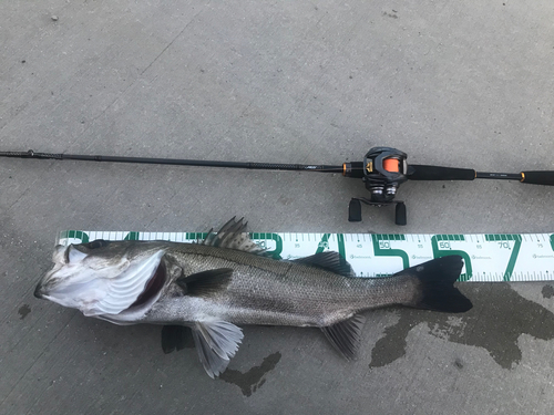 シーバスの釣果