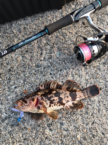 タケノコメバルの釣果