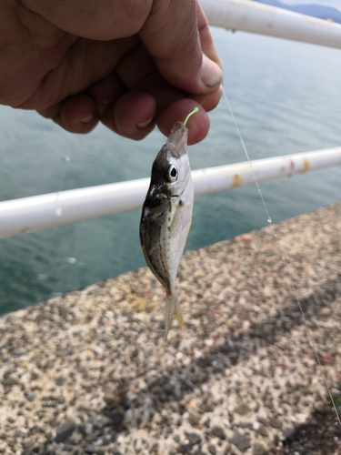 マトウダイの釣果