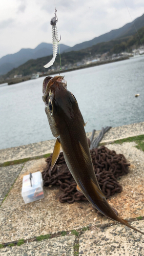 クロムツの釣果