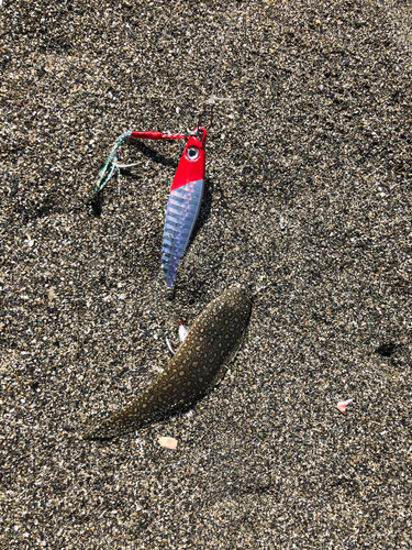 シタビラメの釣果