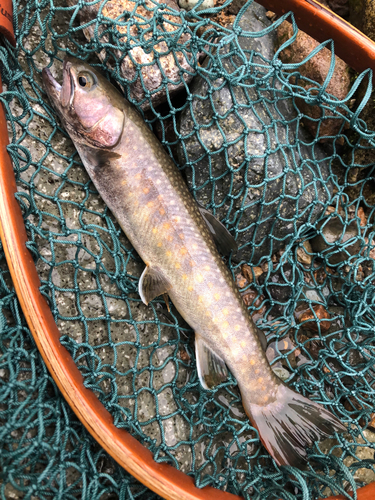 イワナの釣果