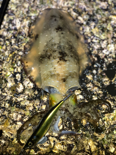 アオリイカの釣果