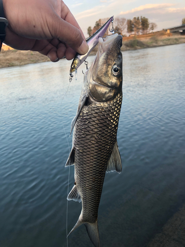 ニゴイの釣果