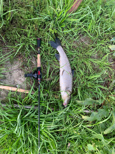 ニゴイの釣果