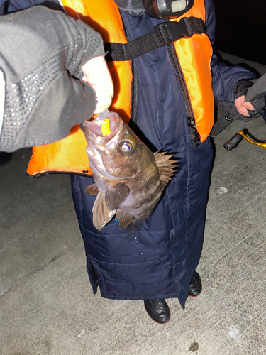 メバルの釣果